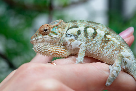 Holdbacks/Individuals: Nosy Be offspring from "Neelix" x "Pinaq" - Hatched Jan 2025 - Female #4