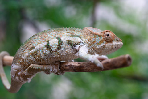 Holdbacks/Individuals: Nosy Be offspring from "Neelix" x "Pinaq" - Hatched Jan 2025 - Female #4