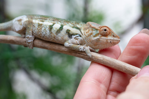 Holdbacks/Individuals: Nosy Be offspring from "Neelix" x "Pinaq" - Hatched Jan 2025 - Female #4