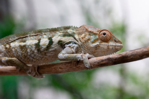 Holdbacks/Individuals: Nosy Be offspring from "Neelix" x "Pinaq" - Hatched Jan 2025 - Female #4