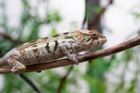 Holdbacks/Individuals: Nosy Be offspring from "Neelix" x "Pinaq" - Hatched Jan 2025 - Female #4
