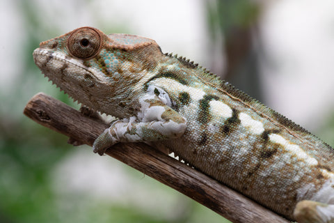 Holdbacks/Individuals: Nosy Be offspring from "Neelix" x "Pinaq" - Hatched Jan 2025 - Female #4