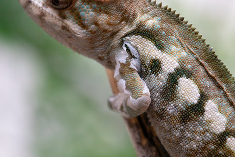 Holdbacks/Individuals: Nosy Be offspring from "Neelix" x "Pinaq" - Hatched Jan 2025 - Female #4