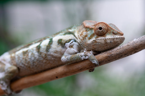 Holdbacks/Individuals: Nosy Be offspring from "Neelix" x "Pinaq" - Hatched Jan 2025 - Female #4