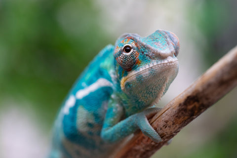 Holdbacks/Individuals: Nosy Be offspring from "Neelix" x "Pinaq" - Hatched Jan 2025 - Male #1
