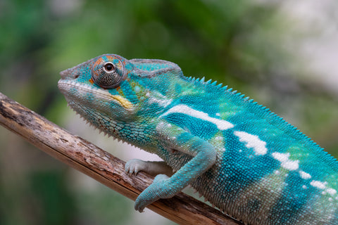 Holdbacks/Individuals: Nosy Be offspring from "Neelix" x "Pinaq" - Hatched Jan 2025 - Male #1