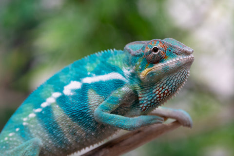 Holdbacks/Individuals: Nosy Be offspring from "Neelix" x "Pinaq" - Hatched Jan 2025 - Male #1