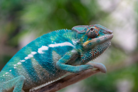 Holdbacks/Individuals: Nosy Be offspring from "Neelix" x "Pinaq" - Hatched Jan 2025 - Male #1
