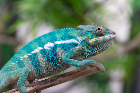 Holdbacks/Individuals: Nosy Be offspring from "Neelix" x "Pinaq" - Hatched Jan 2025 - Male #1