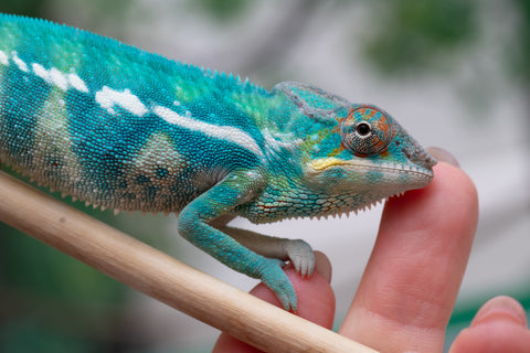 Holdbacks/Individuals: Nosy Be offspring from "Neelix" x "Pinaq" - Hatched Jan 2025 - Male #1
