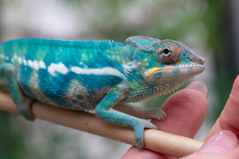 Holdbacks/Individuals: Nosy Be offspring from "Neelix" x "Pinaq" - Hatched Jan 2025 - Male #1