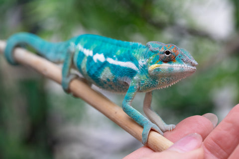 Holdbacks/Individuals: Nosy Be offspring from "Neelix" x "Pinaq" - Hatched Jan 2025 - Male #1
