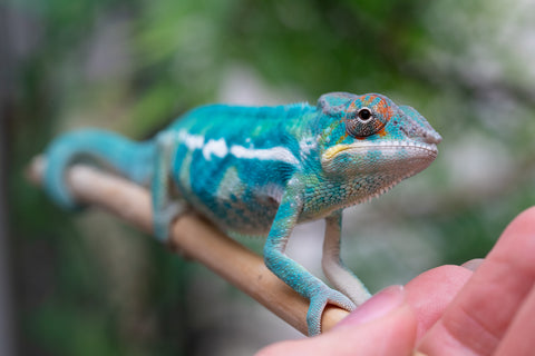Holdbacks/Individuals: Nosy Be offspring from "Neelix" x "Pinaq" - Hatched Jan 2025 - Male #1
