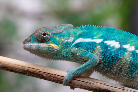 Holdbacks/Individuals: Nosy Be offspring from "Neelix" x "Pinaq" - Hatched Jan 2025 - Male #1