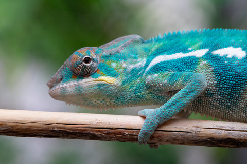 Holdbacks/Individuals: Nosy Be offspring from "Neelix" x "Pinaq" - Hatched Jan 2025 - Male #1
