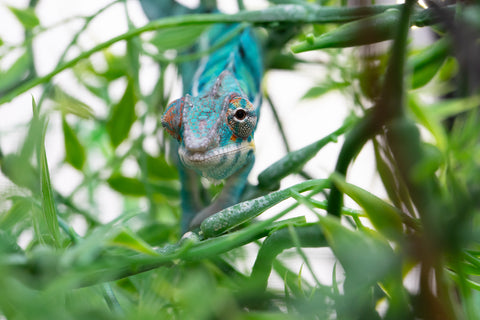 Holdbacks/Individuals: Nosy Be offspring from "Neelix" x "Pinaq" - Hatched Jan 2025 - Male #1