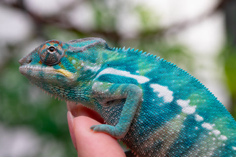 Holdbacks/Individuals: Nosy Be offspring from "Neelix" x "Pinaq" - Hatched Jan 2025 - Male #1