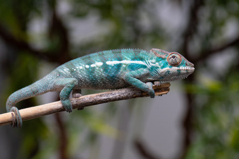 Holdbacks/Individuals: Nosy Be offspring from "Neelix" x "Pinaq" - Hatched Jan 2025 - Male #2