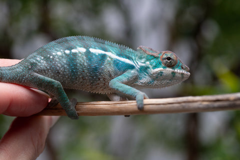 Holdbacks/Individuals: Nosy Be offspring from "Neelix" x "Pinaq" - Hatched Jan 2025 - Male #2