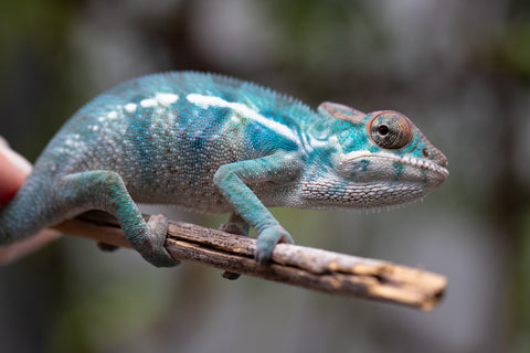 Holdbacks/Individuals: Nosy Be offspring from "Neelix" x "Pinaq" - Hatched Jan 2025 - Male #2