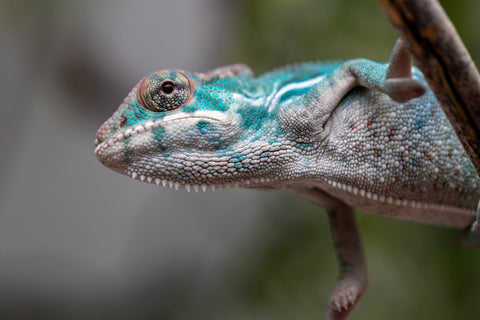 Holdbacks/Individuals: Nosy Be offspring from "Neelix" x "Pinaq" - Hatched Jan 2025 - Male #2