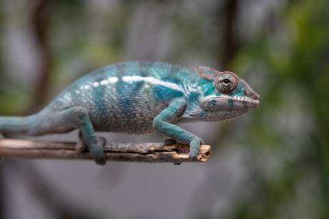 Holdbacks/Individuals: Nosy Be offspring from "Neelix" x "Pinaq" - Hatched Jan 2025 - Male #2