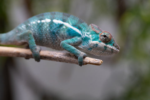 Holdbacks/Individuals: Nosy Be offspring from "Neelix" x "Pinaq" - Hatched Jan 2025 - Male #2