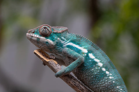 Holdbacks/Individuals: Nosy Be offspring from "Neelix" x "Pinaq" - Hatched Jan 2025 - Male #2