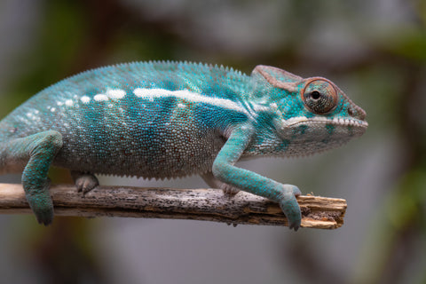 Holdbacks/Individuals: Nosy Be offspring from "Neelix" x "Pinaq" - Hatched Jan 2025 - Male #2