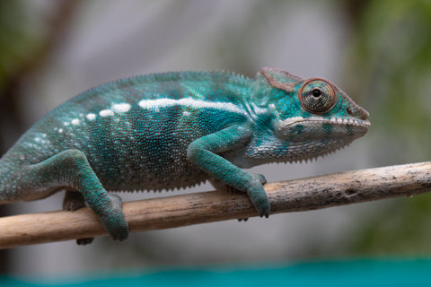 Holdbacks/Individuals: Nosy Be offspring from "Neelix" x "Pinaq" - Hatched Jan 2025 - Male #2