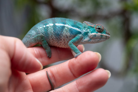 Holdbacks/Individuals: Nosy Be offspring from "Neelix" x "Pinaq" - Hatched Jan 2025 - Male #2