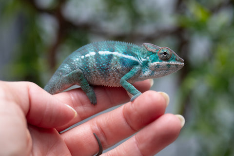 Holdbacks/Individuals: Nosy Be offspring from "Neelix" x "Pinaq" - Hatched Jan 2025 - Male #2
