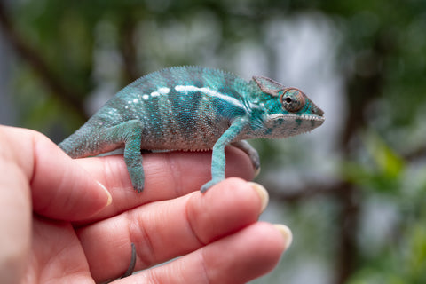 Holdbacks/Individuals: Nosy Be offspring from "Neelix" x "Pinaq" - Hatched Jan 2025 - Male #2