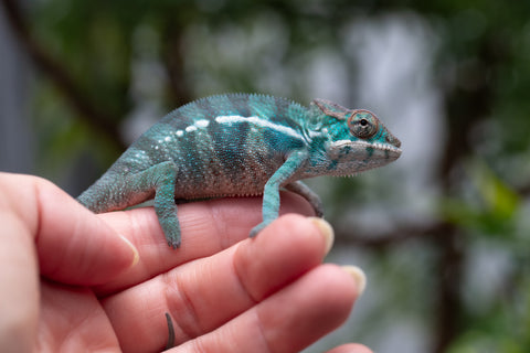 Holdbacks/Individuals: Nosy Be offspring from "Neelix" x "Pinaq" - Hatched Jan 2025 - Male #2