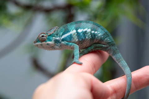 Holdbacks/Individuals: Nosy Be offspring from "Neelix" x "Pinaq" - Hatched Jan 2025 - Male #2