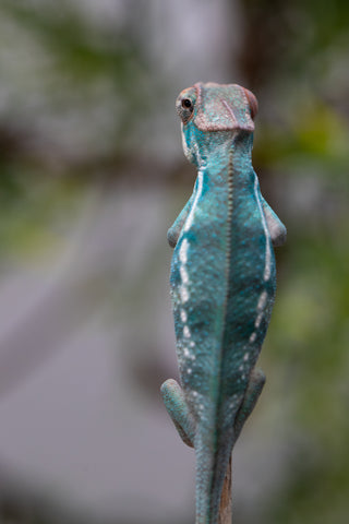 Holdbacks/Individuals: Nosy Be offspring from "Neelix" x "Pinaq" - Hatched Jan 2025 - Male #2