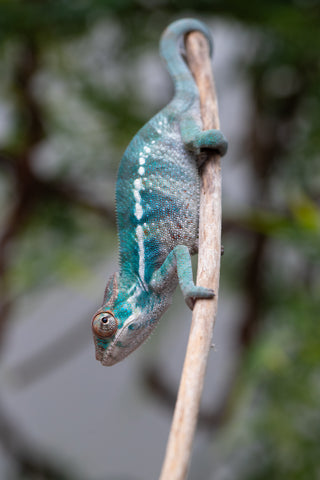 Holdbacks/Individuals: Nosy Be offspring from "Neelix" x "Pinaq" - Hatched Jan 2025 - Male #2