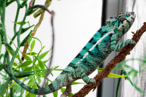 Holdbacks/Individuals: Nosy Be offspring from "Neelix" x "Pinaq" - Hatched Jan 2025 - Male #2