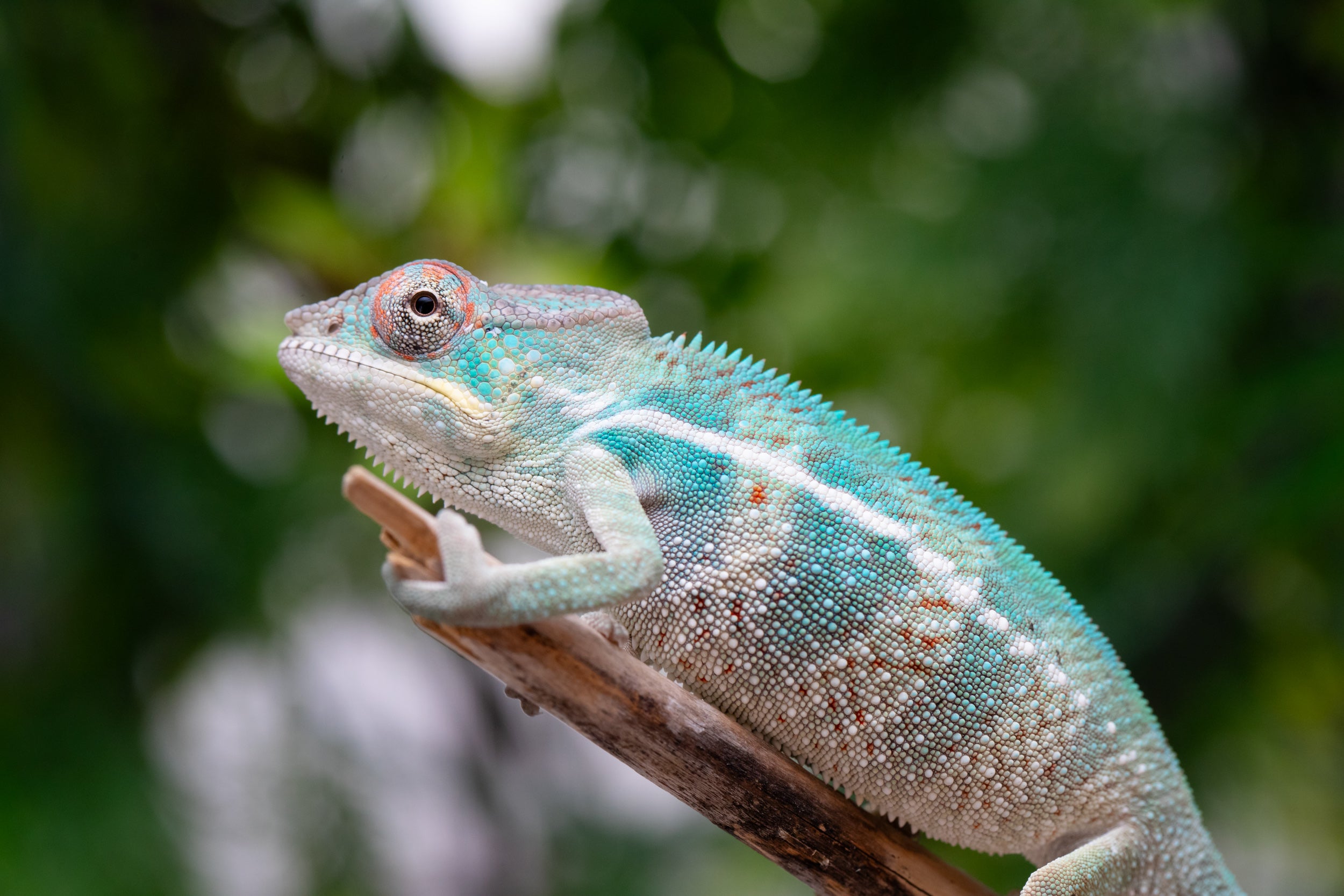 Holdbacks/Individuals: Nosy Be offspring from 