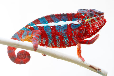 Pre-Order: Premier Ambilobe group from "Kanety-loha" (AKA Marble Head) x "Raozy-rano" (AKA Rose Water) - Hatched October 2025 - Ready to Ship: December