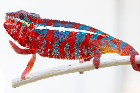 Pre-Order: Premier Ambilobe group from "Kanety-loha" (AKA Marble Head) x "Raozy-rano" (AKA Rose Water) - Hatched October 2025 - Ready to Ship: December