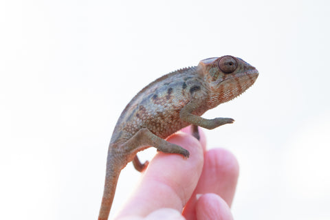 Holdbacks/Individuals: Ambilobe offspring from "Ny-nofy" (AKA The Dream) x "Haolo-ankizy" (AKA Wild Child) - Hatched Dec 2024 - Female #1