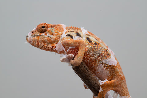 Holdbacks/Individuals: Ambilobe offspring from "Ny-nofy" (AKA The Dream) x "Haolo-ankizy" (AKA Wild Child) - Hatched Dec 2024 - Female #1