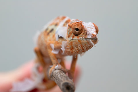 Holdbacks/Individuals: Ambilobe offspring from "Ny-nofy" (AKA The Dream) x "Haolo-ankizy" (AKA Wild Child) - Hatched Dec 2024 - Female #1