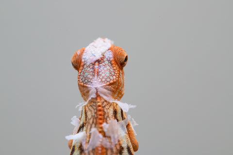 Holdbacks/Individuals: Ambilobe offspring from "Ny-nofy" (AKA The Dream) x "Haolo-ankizy" (AKA Wild Child) - Hatched Dec 2024 - Female #1