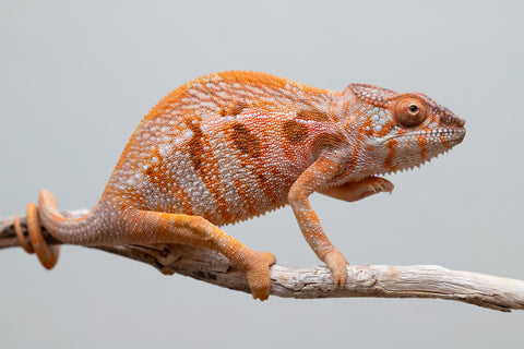 Holdbacks/Individuals: Ambilobe offspring from "Ny-nofy" (AKA The Dream) x "Itompokolahy-erika" (AKA Latter Rain) - Hatched Feb 2025 - Female #1