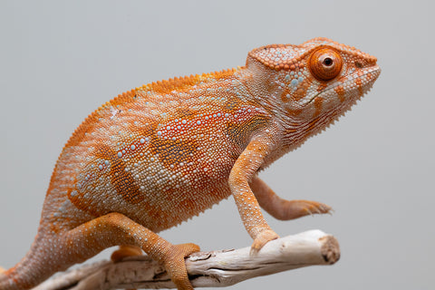 Holdbacks/Individuals: Ambilobe offspring from "Ny-nofy" (AKA The Dream) x "Itompokolahy-erika" (AKA Latter Rain) - Hatched Feb 2025 - Female #2