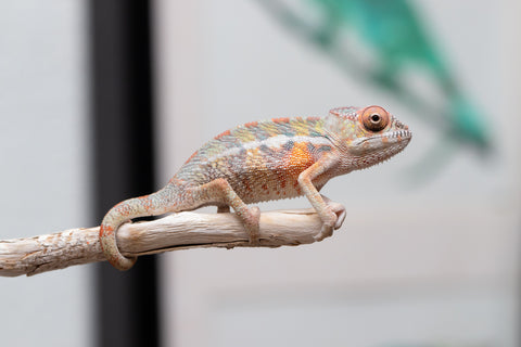 Holdbacks/Individuals: Ambilobe offspring from 