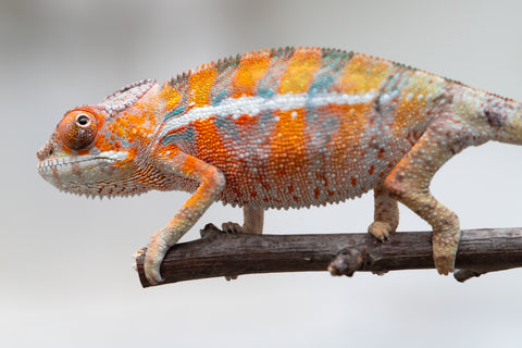 Holdbacks/Individuals: Ambilobe offspring from "Ny-nofy" (AKA The Dream) x "Itompokolahy-erika" (AKA Latter Rain) - Hatched May 2025 - Male #3