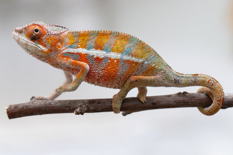 Holdbacks/Individuals: Ambilobe offspring from "Ny-nofy" (AKA The Dream) x "Itompokolahy-erika" (AKA Latter Rain) - Hatched May 2025 - Male #3